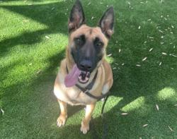 Shelter Stray Female Dog last seen , 1850 W 60th St, Los Angeles, CA 90047, USA