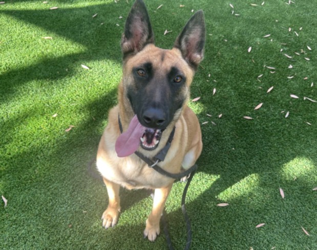 Shelter Stray Female Dog last seen , 1850 W 60th St, Los Angeles, CA 90047, USA