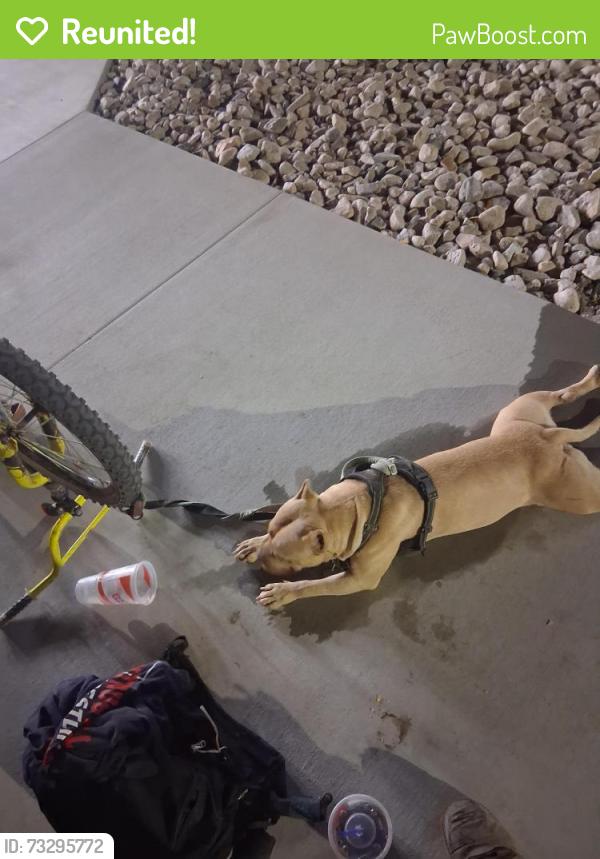 Reunited Female Dog last seen Barton, Mead Valley, CA 92570