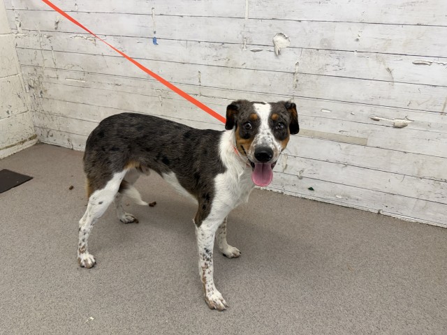 Shelter Stray Male Dog last seen Near BLOCK W JOHNSTON, 333 Chandler Pl, San Bernardino, CA 92408, USA