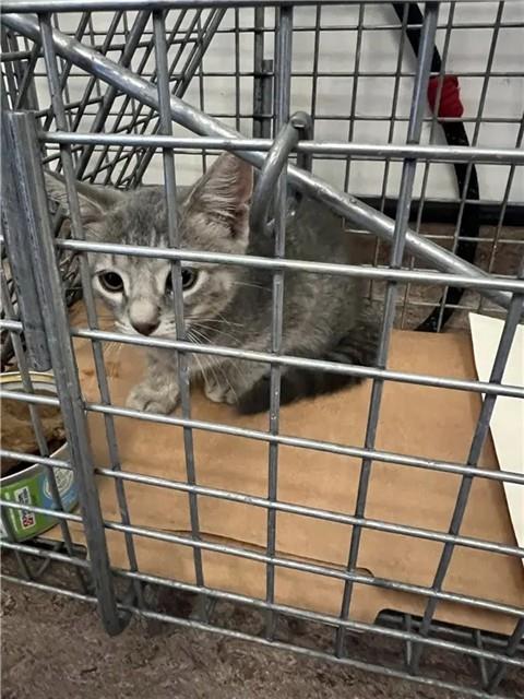 Shelter Stray Male Cat last seen Near BLOCK ELINOR, 1705 S Hanley Rd, Brentwood, MO 63144, USA
