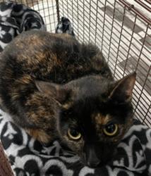 Shelter Stray Female Cat last seen , 14409 Vanowen St, Van Nuys, CA 91405, USA
