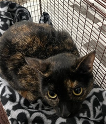 Shelter Stray Female Cat last seen , 14409 Vanowen St, Van Nuys, CA 91405, USA