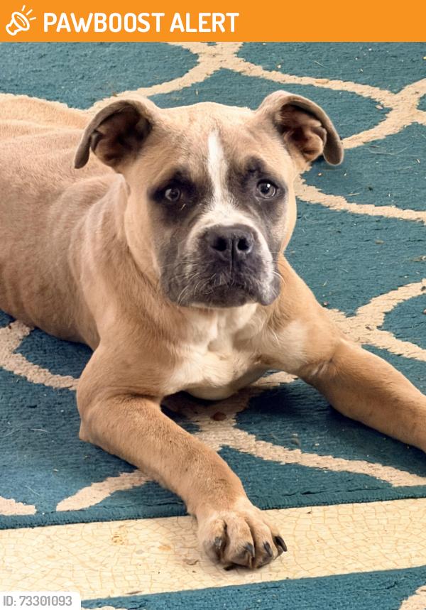 Found/Stray Female Dog last seen Pineland and Troxell Roads, Exeter Township, PA 19508