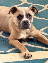 Found/Stray Female Dog last seen Pineland and Troxell Roads, Exeter Township, PA 19508