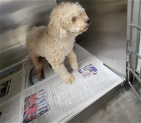 Shelter Stray Male Dog last seen , 14409 Vanowen St, Van Nuys, CA 91405, USA