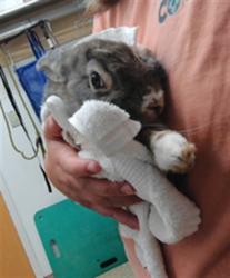 Shelter Stray Female Rabbit last seen Near BLOCK COUNTRY VIEW RD, 3001 2nd St SW, Albuquerque, NM 87105, USA