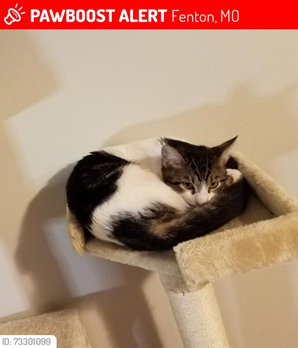 Lost Male Cat last seen Near Smoke Tree Dr in Brookwood Neighborhood, Fenton, MO 63026