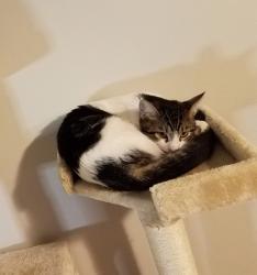 Lost Male Cat last seen Near Smoke Tree Dr in Brookwood Neighborhood, Fenton, MO 63026