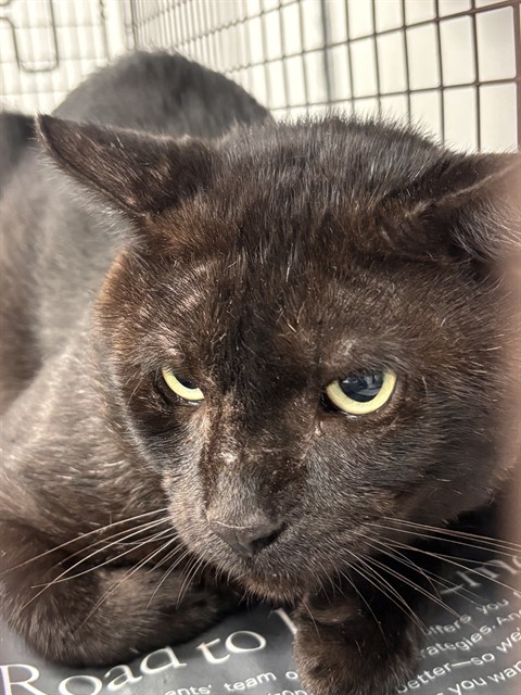 Shelter Stray Male Cat last seen Near BLOCK SW 29 ST, MIRAMAR FL 33025, 2400 SW 42nd St, Fort Lauderdale, FL 33312, USA