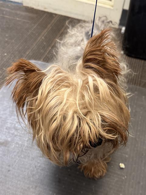Shelter Stray Male Dog last seen Near BLOCK W TESS AVE, 4522 W 3500 S, West Valley City, UT 84120, USA