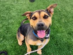 Shelter Stray Male Dog last seen , 957 N Gaffey St, San Pedro, CA 90731, USA