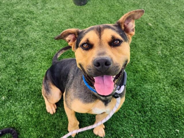 Shelter Stray Male Dog last seen , 957 N Gaffey St, San Pedro, CA 90731, USA