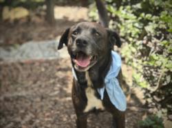Shelter Stray Male Dog last seen , 957 N Gaffey St, San Pedro, CA 90731, USA
