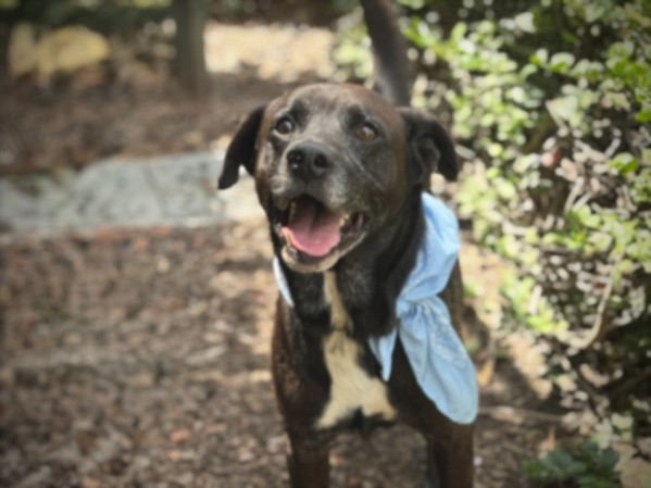 Shelter Stray Male Dog last seen , 957 N Gaffey St, San Pedro, CA 90731, USA