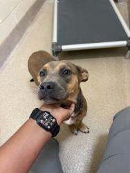 Shelter Stray Female Dog last seen , 1601 Airport Rd, Shelby, NC 28150, USA