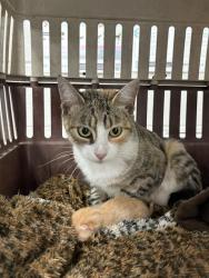 Shelter Stray Female Cat last seen , 1601 Airport Rd, Shelby, NC 28150, USA