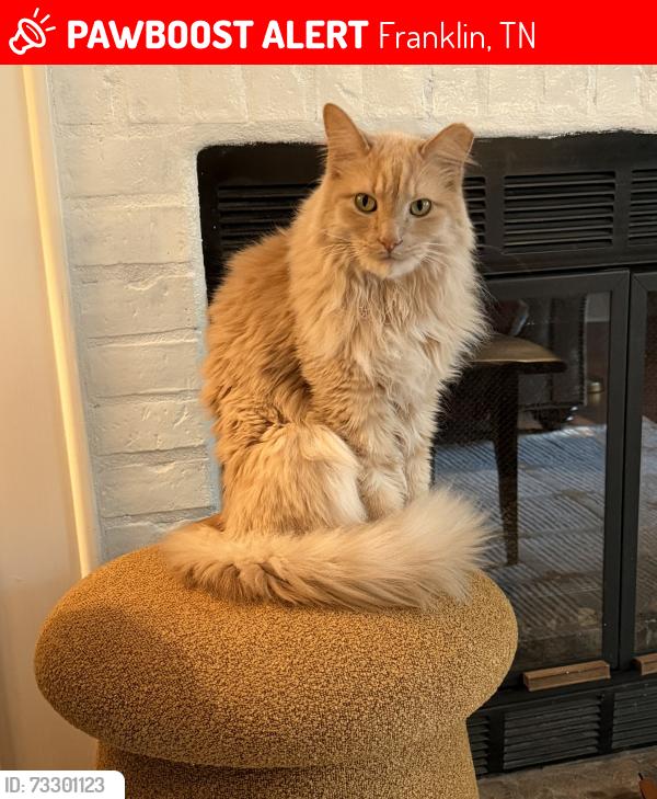 Lost Male Cat last seen Chase Street, Franklin, TN 37064