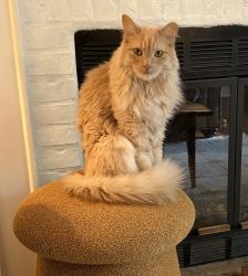 Lost Male Cat last seen Chase Street, Franklin, TN 37064