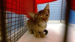 Shelter Stray Female Cat last seen Near BLOCK NW 2 AVE, 3599 NW 79th Ave, Doral, FL 33122, USA