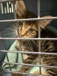 Shelter Stray Male Cat last seen Near BLOCK E 152ND AVE, 12155 Park Blvd, Brighton, CO 80601, USA