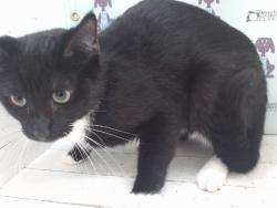 Shelter Stray Female Cat last seen , 2769 Conroy Rd, Orlando, FL 32839, USA