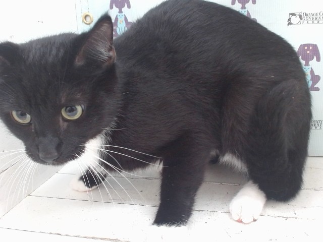Shelter Stray Female Cat last seen , 2769 Conroy Rd, Orlando, FL 32839, USA