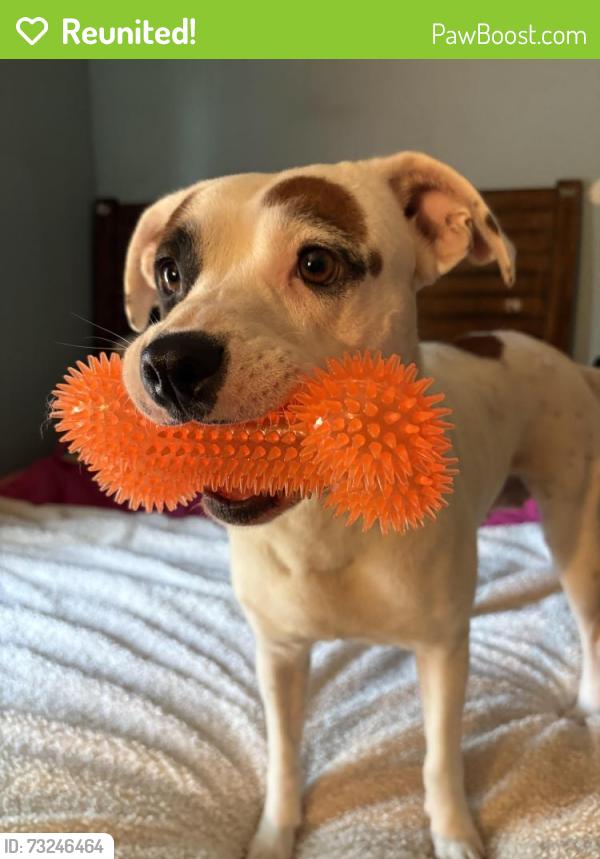 Reunited Female Dog last seen Mission rd , e southcross, south Flores, San Antonio, TX 78214