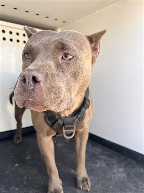 Shelter Stray Female Dog last seen Near BLOCK SERENO AV, BAKERSFIELD CA, 201 S Mt Vernon Ave, Bakersfield, CA 93307, USA