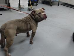 Shelter Stray Male Dog last seen Near HOPE MILLS RD, FAYETTEVILLE NC 28304, 4704 Corporation Dr, Fayetteville, NC 28306, USA