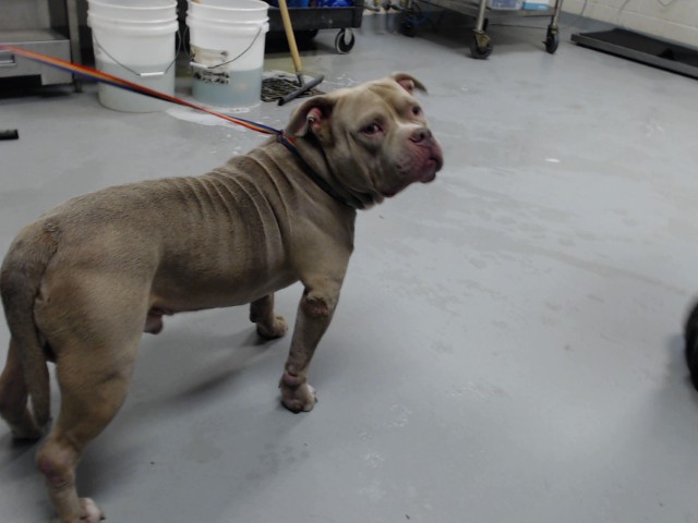Shelter Stray Male Dog last seen Near HOPE MILLS RD, FAYETTEVILLE NC 28304, 4704 Corporation Dr, Fayetteville, NC 28306, USA