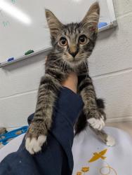 Shelter Stray Male Cat last seen ST CHARLES CO, 4850 Mid Rivers Mall Dr, St Peters, MO 63376, USA