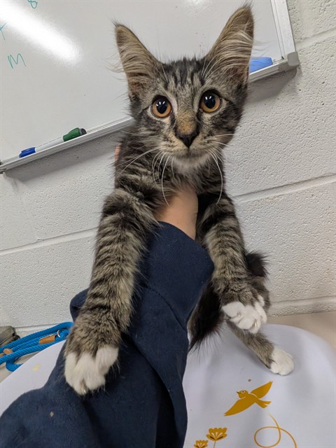 Shelter Stray Male Cat last seen ST CHARLES CO, 4850 Mid Rivers Mall Dr, St Peters, MO 63376, USA