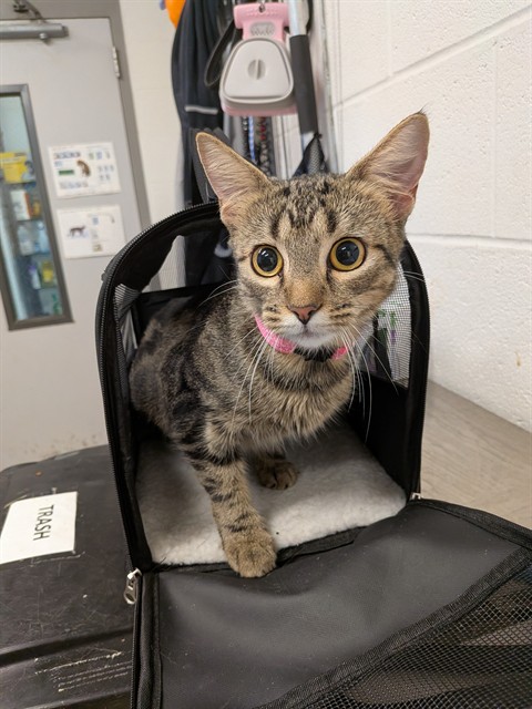 Shelter Stray Female Cat last seen ST CHARLES CO, 4850 Mid Rivers Mall Dr, St Peters, MO 63376, USA