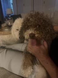 Reunited Male Dog last seen equestrian drive and foothill, Henderson, NV 89002