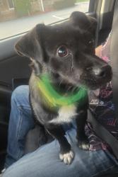 Found/Stray Male Dog last seen Bethel Church Christ, Dunlap, TN 37327
