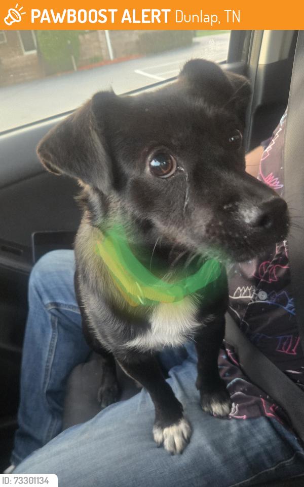 Found/Stray Male Dog last seen Bethel Church Christ, Dunlap, TN 37327