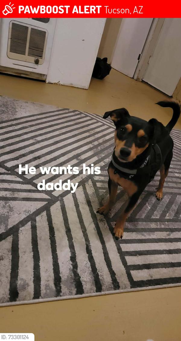 Lost Male Dog last seen Circle k on speedway, Tucson, AZ 85716