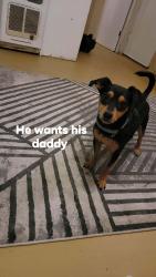Lost Male Dog last seen Circle k on speedway, Tucson, AZ 85716
