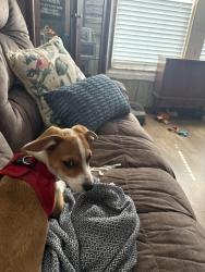 Reunited Male Dog last seen Rio Vista Cemetery, Rio Vista, TX 76093