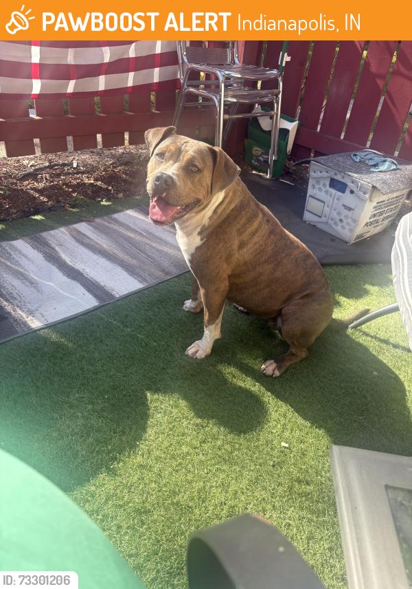 Found/Stray Female Dog last seen Ashgrove apmts, Indianapolis, IN 46241