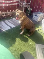 Found/Stray Female Dog last seen Ashgrove apmts, Indianapolis, IN 46241
