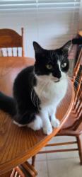 Lost Female Cat last seen Near coen rd and 521 texas, Rosharon, TX 77583