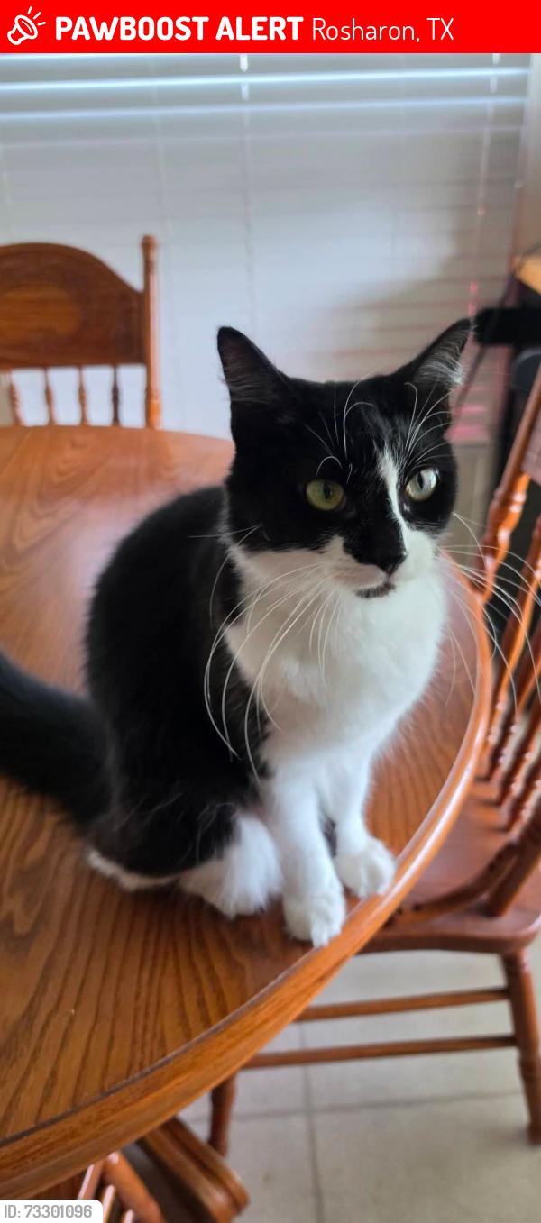 Lost Female Cat last seen Near coen rd and 521 texas, Rosharon, TX 77583
