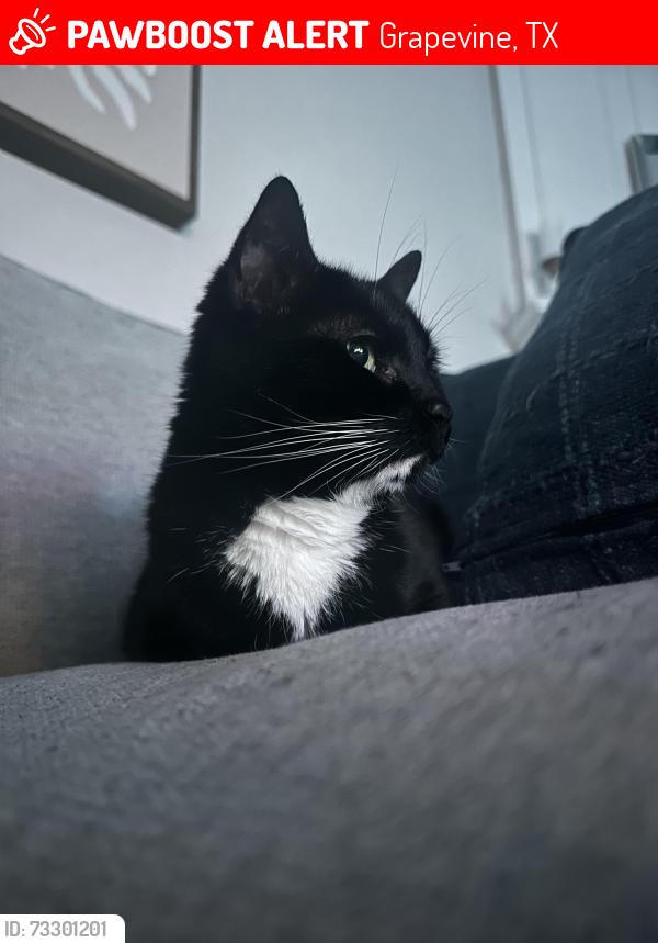 Lost Female Cat last seen Grapevine Elementary School, Grapevine, TX 76051