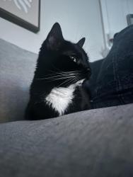 Lost Female Cat last seen Grapevine Elementary School, Grapevine, TX 76051