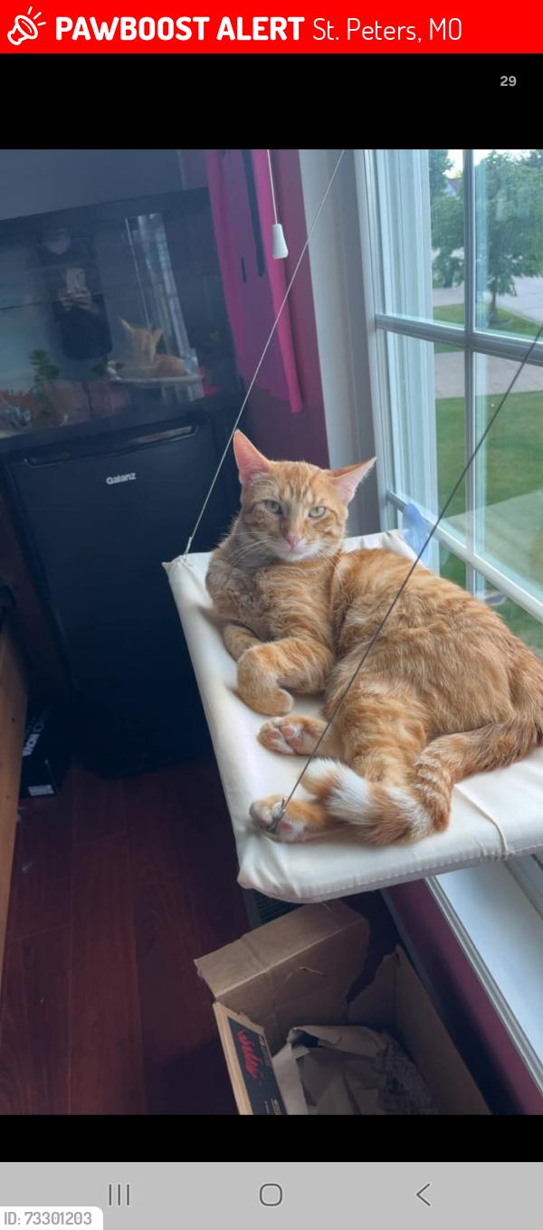 Lost Male Cat last seen Woodspring suites, St. Peters, MO 63376