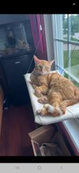 Lost Male Cat last seen Woodspring suites, St. Peters, MO 63376