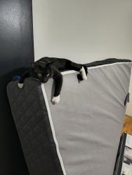 Lost Male Cat last seen Sunview drive Ogden Utah, Ogden, UT 84404