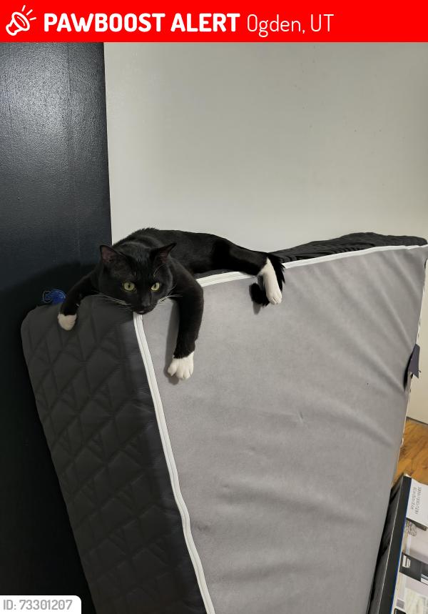 Lost Male Cat last seen Sunview drive Ogden Utah, Ogden, UT 84404